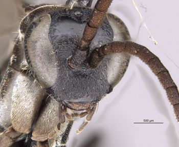 Media type: image;   Entomology 25261 Aspect: head frontal view